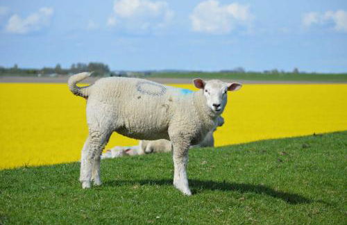 Nordseehof Fuhlehoern - Photo 17