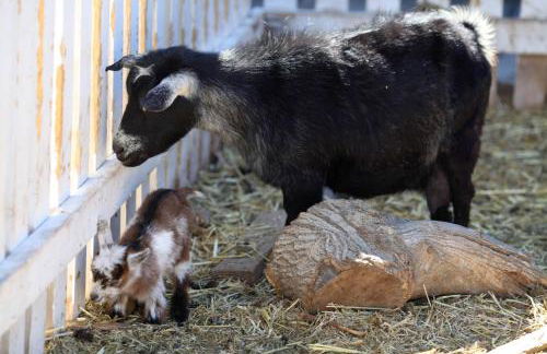 Grand Canyon Western Ranch - Foto 71