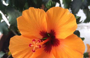 La Poussada, maisons écologiques avec vue mer - Foto 26