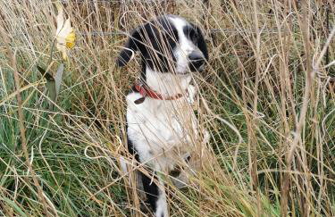 Glen Bay - 2 Bed Lodge on Friendly Farm Stay with Private Hot Tub - Foto 47