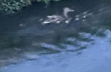 Laghi di Como appartamento di Licinia e Mario - Foto 4