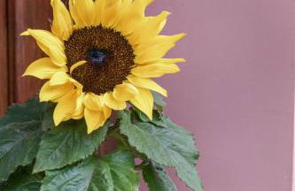 Agriturismo Terrerosse di Massadita - Foto 18