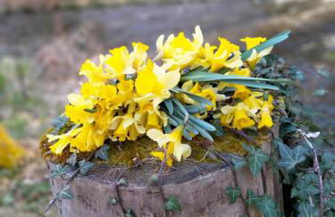 les hortensias La Souris Des Champs - Foto 20