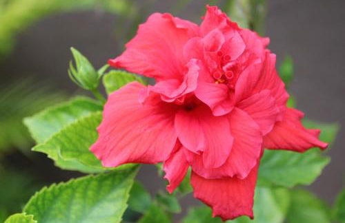 Oceanfront Studio on Longboat Key! - Foto 73