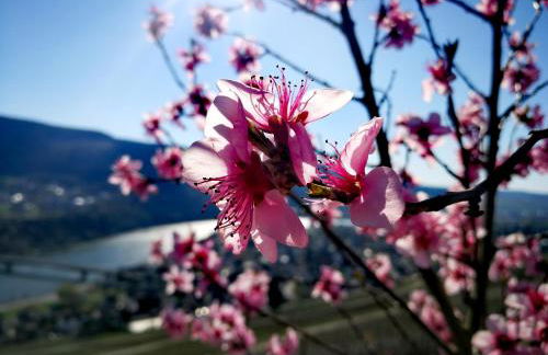 Garden Eden - Foto 38