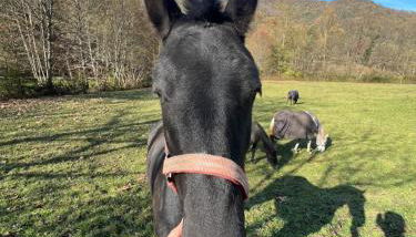 Cascina Canale - Foto 4