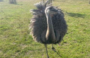 Karins Kotte - Foto 48