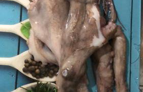 Alugo barco intermarine 440 - Foto 17