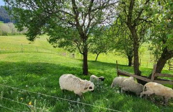 Ferienhof Rindalphorn mit Sauna in ländlicher Idylle - Foto 16