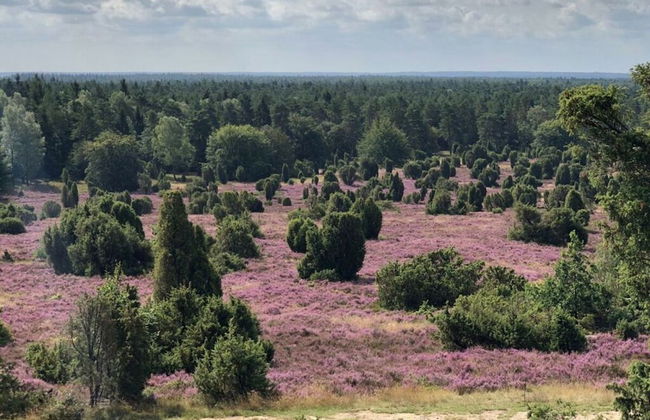 Heidetraum in der Pension Heidetraum - Photo 33