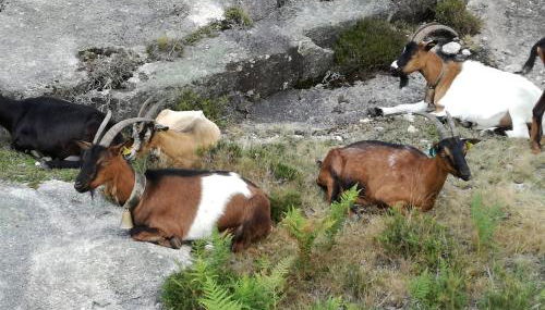 Casinha do João no Gerês - Foto 3