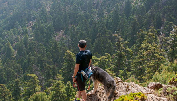 Trilha pelo Bosque de Abetos