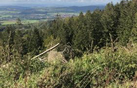 Waldläufer - Foto 15