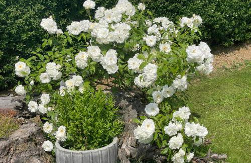 Pension Hugo - Foto 65