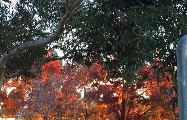 Junee Tourist Park - Photo 68