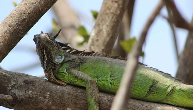 Contemplez les iguanes