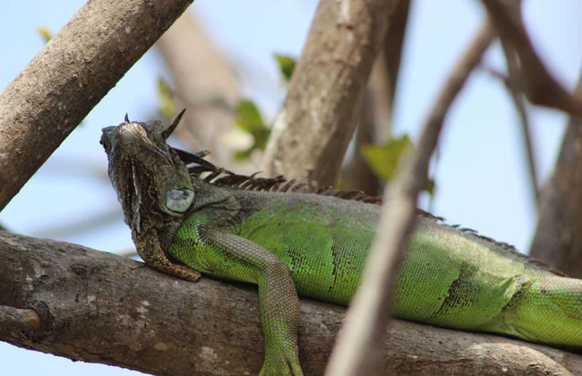 Avistamento de aves e crocodilos + Liberação de tartarugas - Foto 3