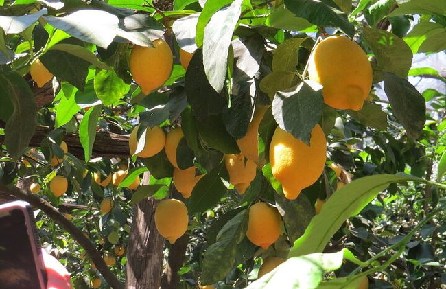 Rhodes Self Drive 4x4 Expedición al desierto y almuerzo tradicional - Foto 10