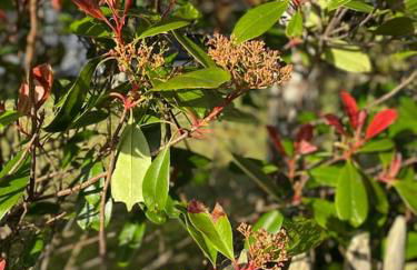 Le Rosa: Villa de charme entre mer et pinède - Foto 56