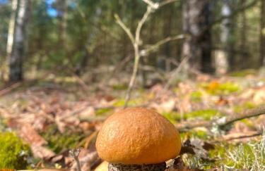 Kwintesencja Natury - Foto 28