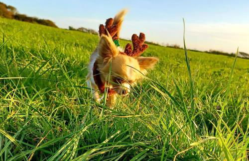 Secluded Converted Horsebox Retreat in Welcombe - Foto 9