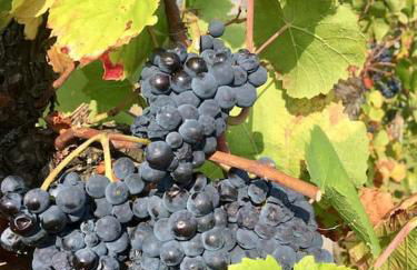 IL NIDO DELLA POIANA CASA VACANZE e B & B - Photo 8