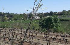 la petite maison - Foto 17