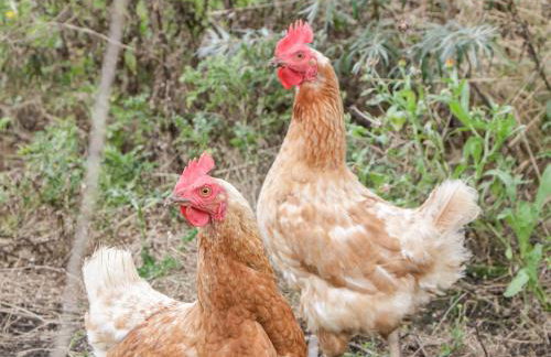 Vine Lodge - Foto 26