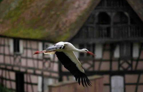 Coeur Alsace - Foto 18