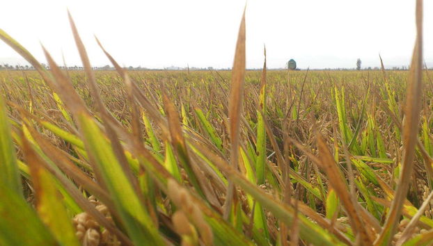 Tour por el Delta del Ebro - Foto 5, En el Delta del Ebro