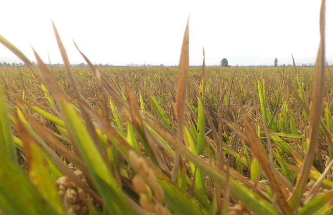 Tour por el Delta del Ebro - Foto 5