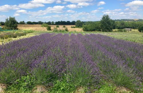 DOMAINE D'ELUSA - Photo 60