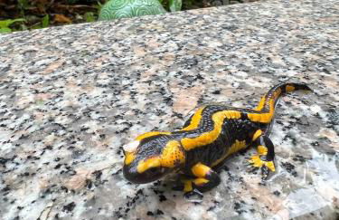 Seelenglück - Foto 47