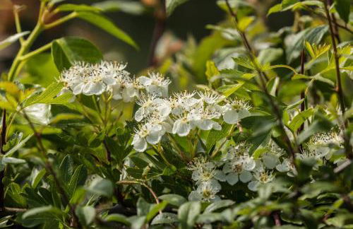 Ffyllon Fawr - Foto 27