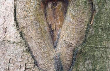 Odenwald-Lodge mit Infrarotsauna und E-Ladestation im Naturpark Odenwald "Haus Himmelblau" - Foto 21