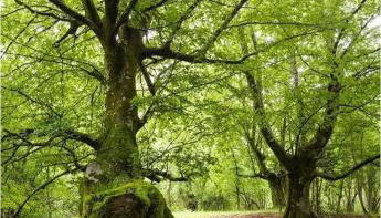 Casa rural La Bárcena Saja - Foto 5