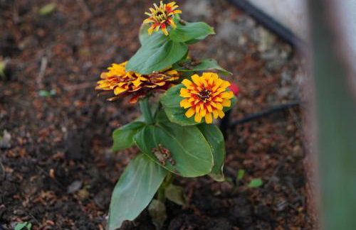 Villa Helio Kineta - Foto 53