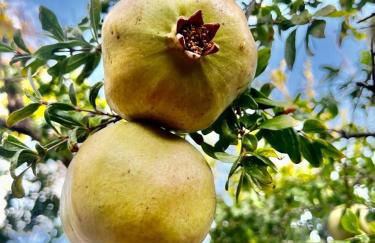 Olive Sense Villa with jacuzzi and sauna - Foto 25