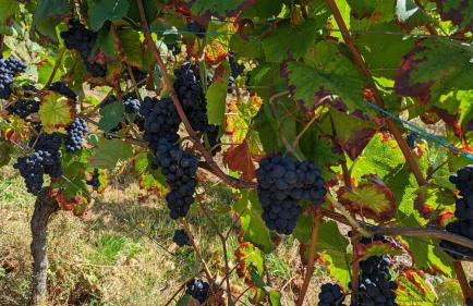 Sauers Schwarzwaldglück - Foto 26