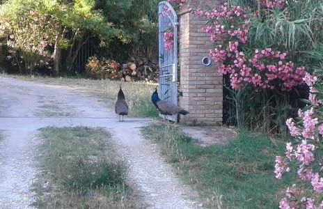 Mulino a vento - Foto 43