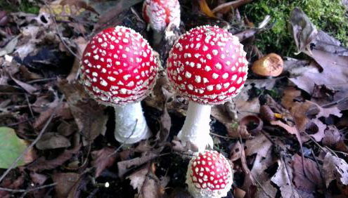 Schauenburgblick - Foto 2