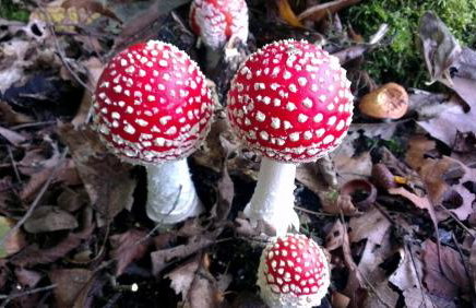 Schauenburgblick - Photo 19