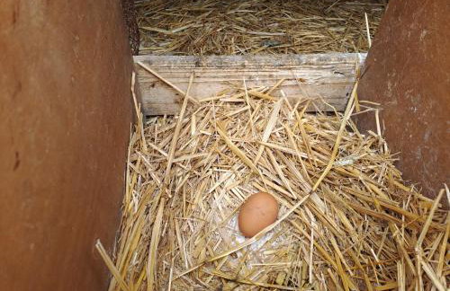 Timber Dream - Photo 37