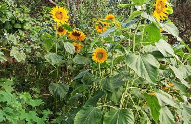 Giannis Gerakios apartments by climbing house - Photo 58