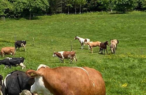 Ferien auf dem Eliesenhof - Foto 33