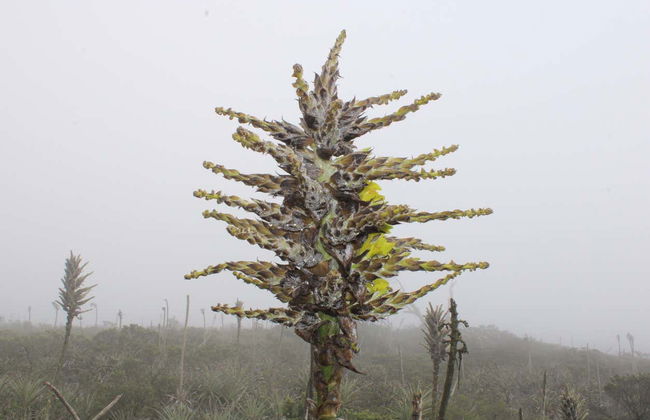 Fray Jorge National Park Trip - Photo 7