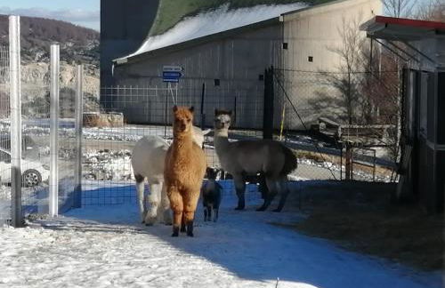 Tra sogni e realtà Roccaraso - Foto 24
