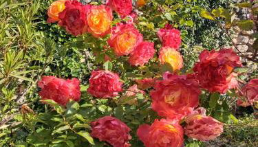 Les Gites du Mont Ventoux - Photo 4, Garden