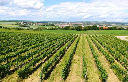 Weinbergshof Rickel - Foto 21