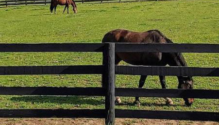 102 Acre Pet Friendly Horse Farm! Bring your horse too! - Foto 2